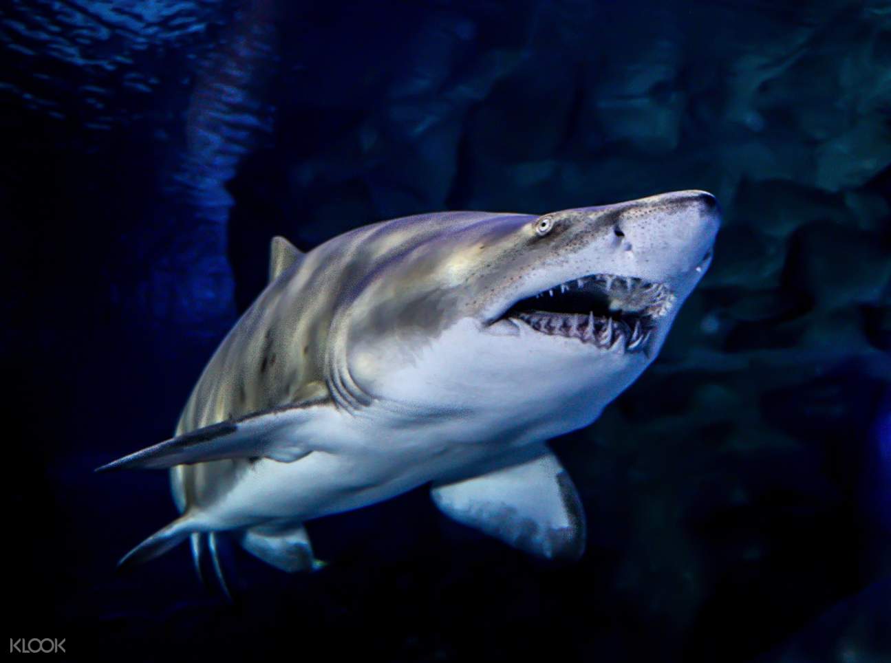 Cage Rage Experience by Aquaria KLCC in Kuala Lumpur, Malaysia Klook